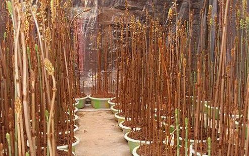 【Kaiyun官方网站】郝维宝:中信环境助力“一带一路”沿线国家环保怎么做(图2) 开云kaiyun官方网站