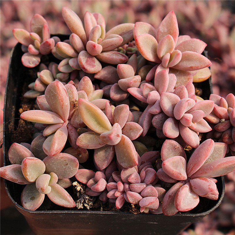 排污许可“一证式”管理作用逐渐显现【kaiyun官网入口】(图1) kaiyun官网入口